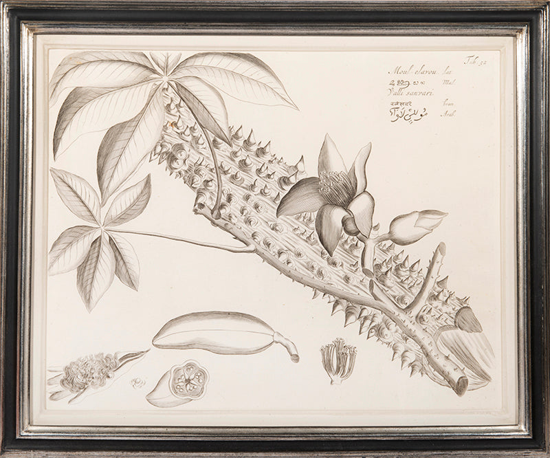Three engraved double-page plates from Hortus Malabaricus 1678.<br />Framed and glazed.