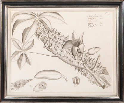 Three engraved double-page plates from Hortus Malabaricus 1678.<br />Framed and glazed.