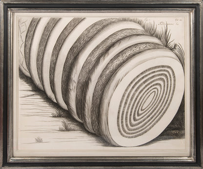 Three engraved double-page plates from Hortus Malabaricus 1678.<br />Framed and glazed.