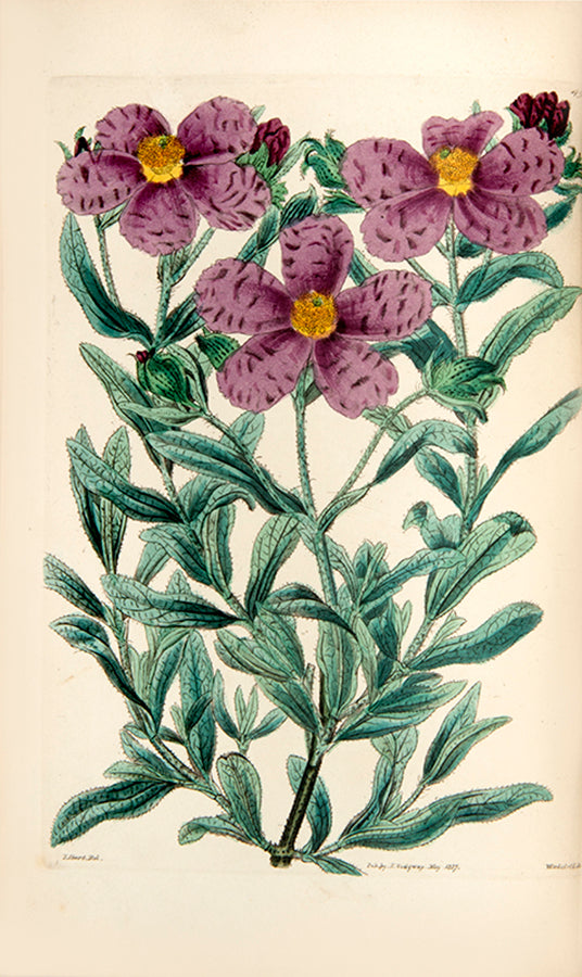 Cistus species are upright evergreen shrubs, having mostly pink or purple flowers, which resemble roses.