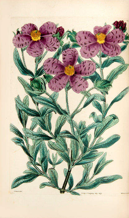 Cistus species are upright evergreen shrubs, having mostly pink or purple flowers, which resemble roses.