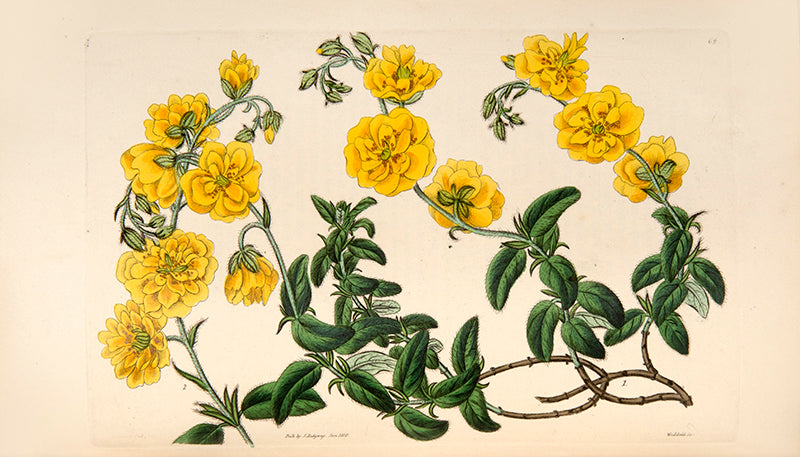Cistus species are upright evergreen shrubs, having mostly pink or purple flowers, which resemble roses.