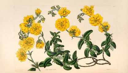 Cistus species are upright evergreen shrubs, having mostly pink or purple flowers, which resemble roses.