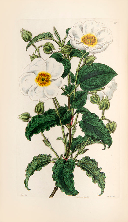 Cistus species are upright evergreen shrubs, having mostly pink or purple flowers, which resemble roses.