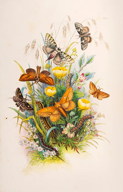 One of the most attractive natural history books of the period, the moths and caterpillars set against attractive backgrounds.