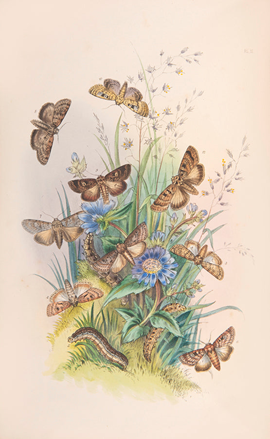 One of the most attractive natural history books of the period, the moths and caterpillars set against attractive backgrounds.