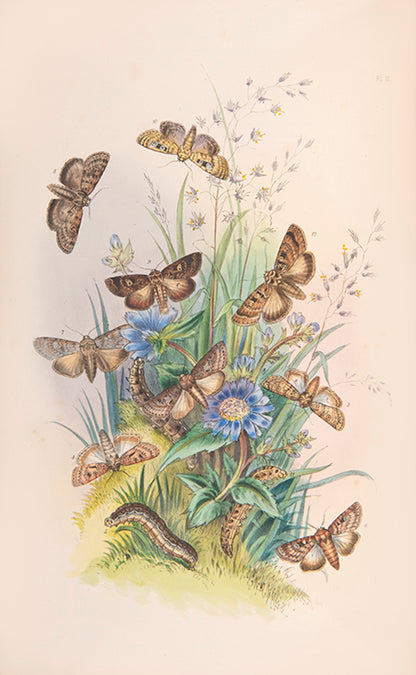 One of the most attractive natural history books of the period, the moths and caterpillars set against attractive backgrounds.