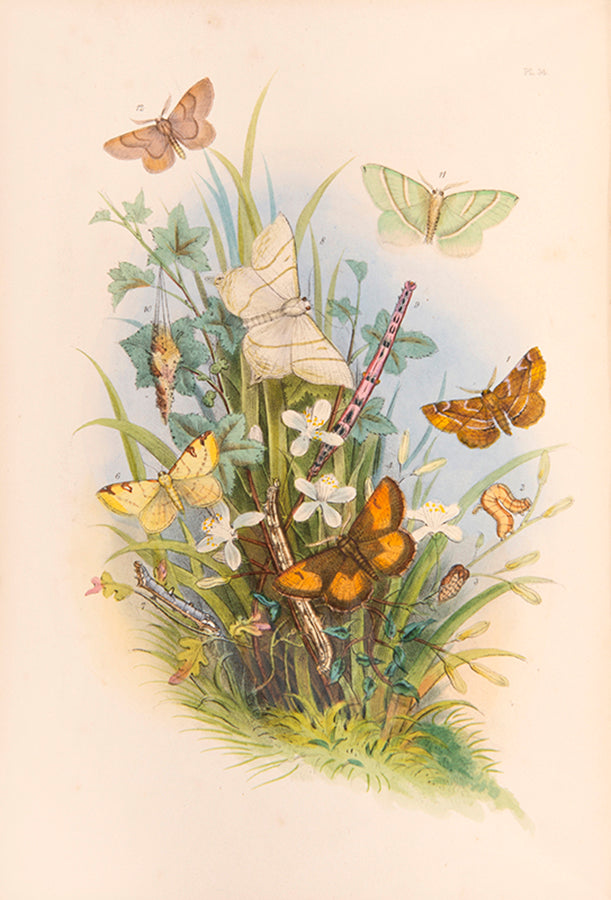 One of the most attractive natural history books of the period, the moths and caterpillars set against attractive backgrounds.
