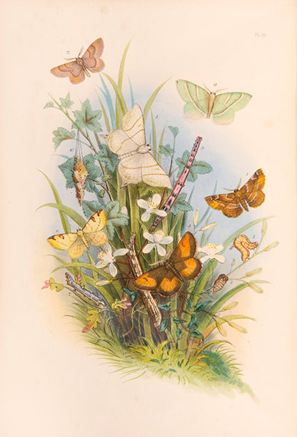 One of the most attractive natural history books of the period, the moths and caterpillars set against attractive backgrounds.