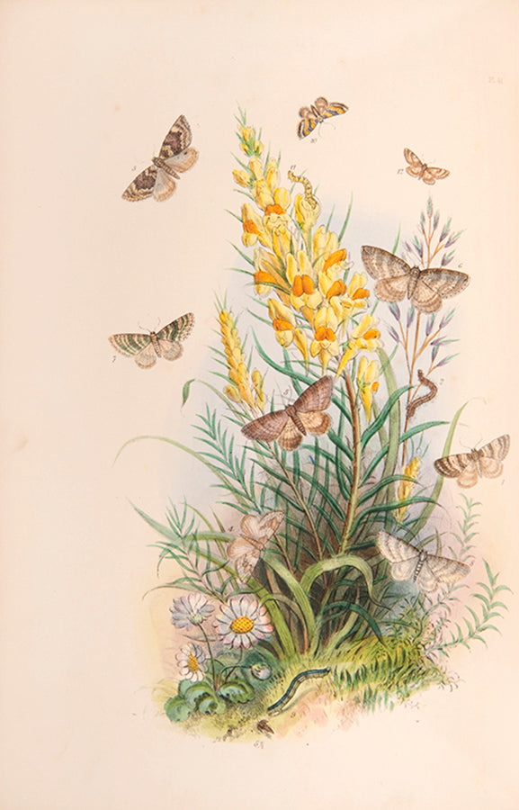 One of the most attractive natural history books of the period, the moths and caterpillars set against attractive backgrounds.