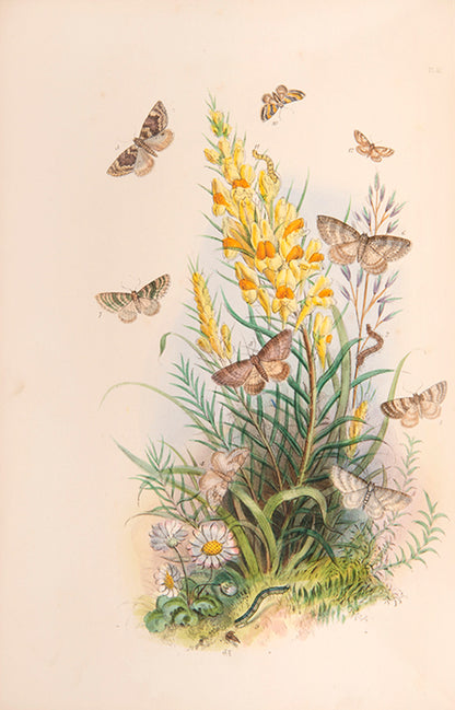 One of the most attractive natural history books of the period, the moths and caterpillars set against attractive backgrounds.