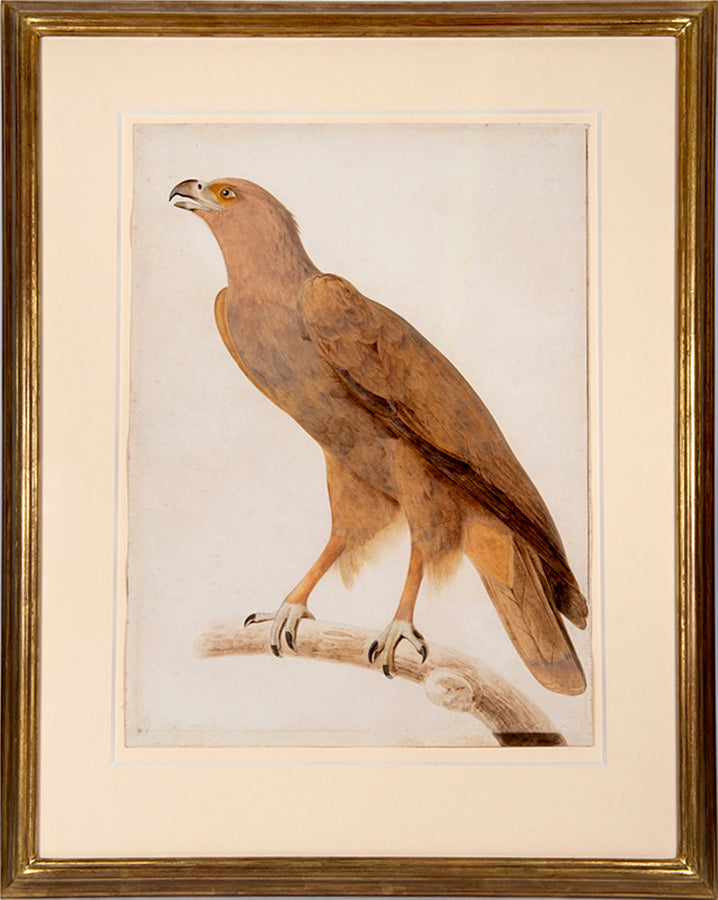 Three watercolours with gouache highlights on the pencil line by Jacques Barraband from circa 1801.