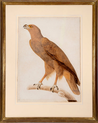 Three watercolours with gouache highlights on the pencil line by Jacques Barraband from circa 1801.