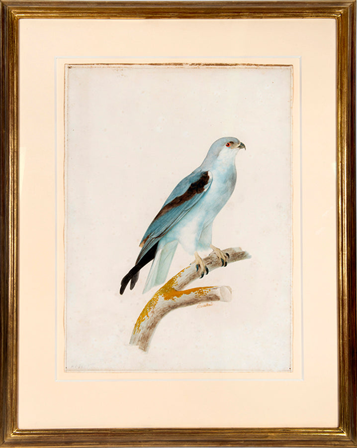 Three watercolours with gouache highlights on the pencil line by Jacques Barraband from circa 1801.