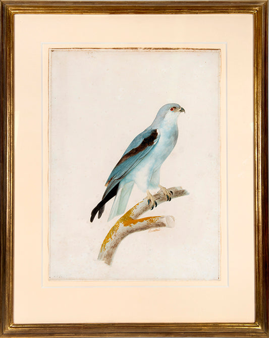 Three watercolours with gouache highlights on the pencil line by Jacques Barraband from circa 1801.