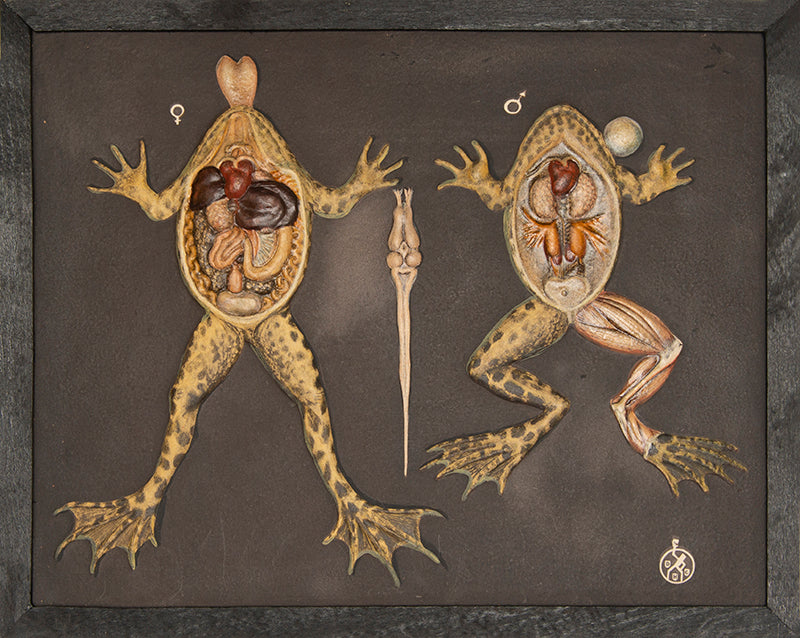 Uncommon, early-20th century relief sculpture of frog anatomy. The publisher's archive copy in the original box.