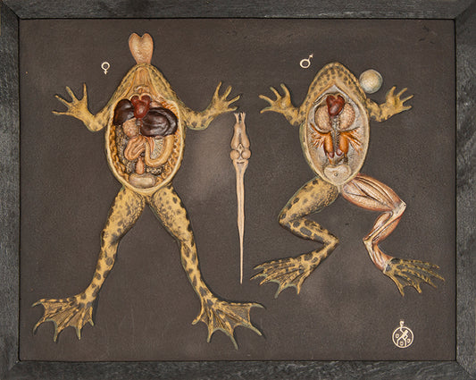 Uncommon, early-20th century relief sculpture of frog anatomy. The publisher's archive copy in the original box.