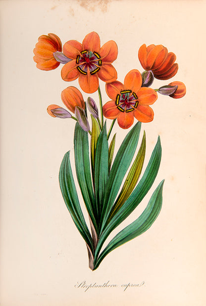 First edition of this important botanical magazine with over 700 plates.