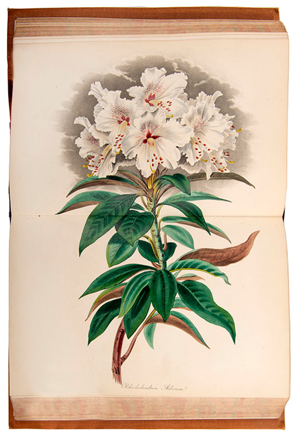 First edition of this important botanical magazine with over 700 plates.