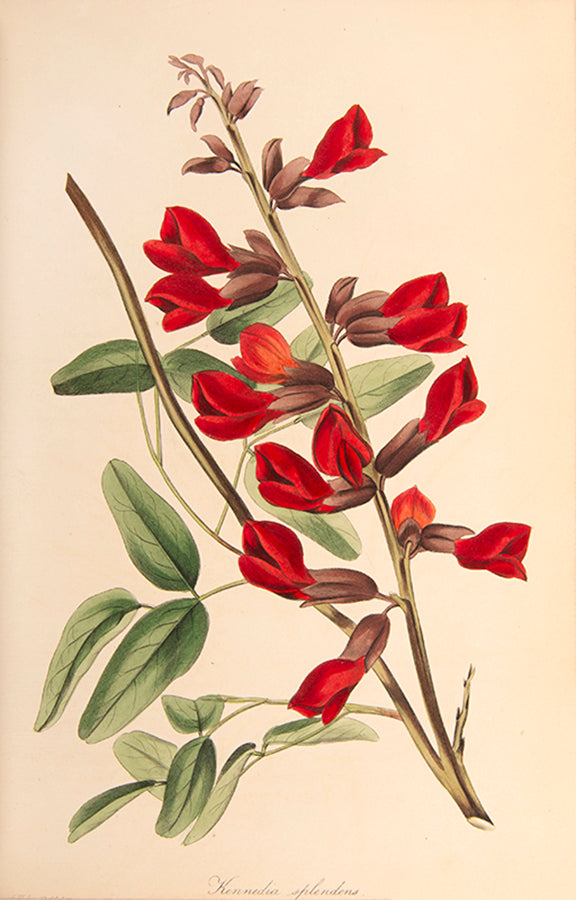 First edition of this important botanical magazine with over 700 plates.