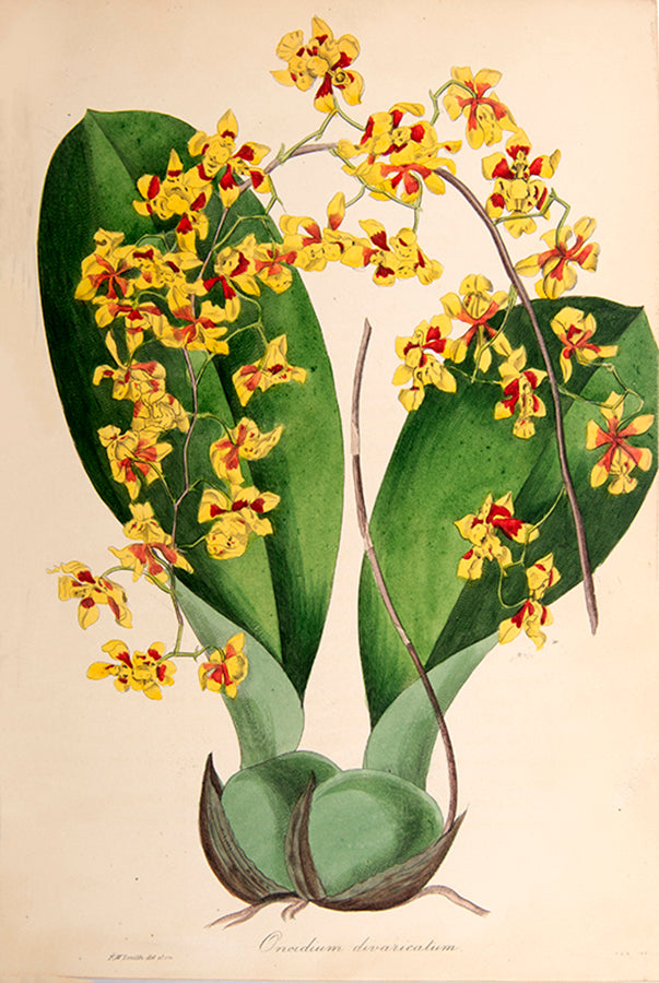 First edition of this important botanical magazine with over 700 plates.