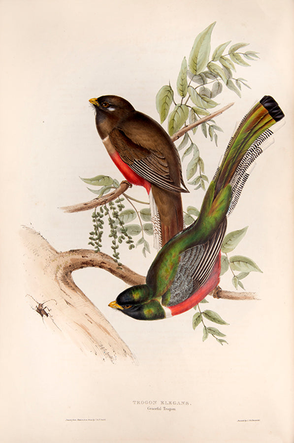 First edition of A Monograph of the Trogonidae or Family of Trogons by John Gould.