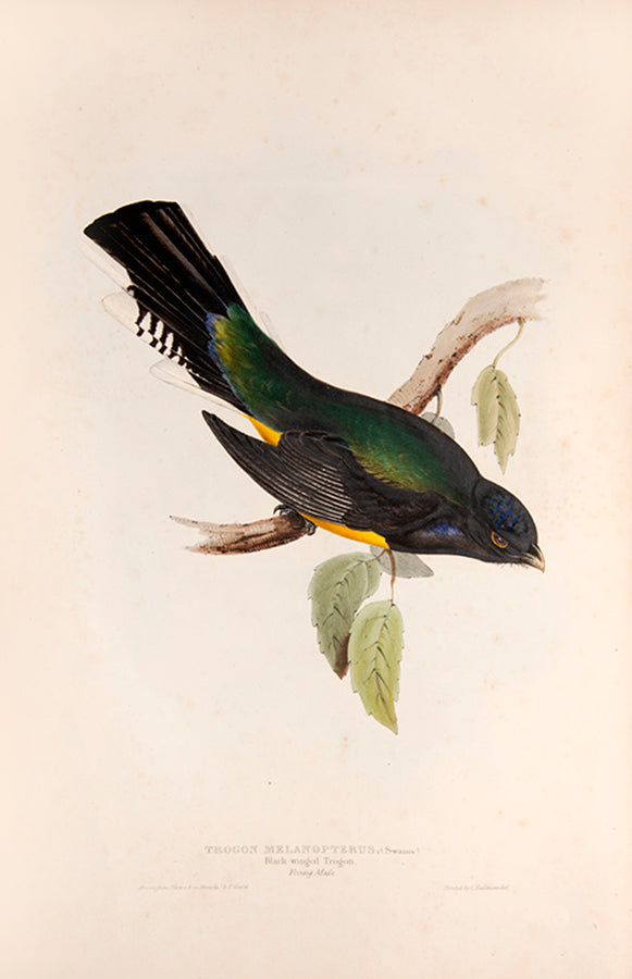 First edition of A Monograph of the Trogonidae or Family of Trogons by John Gould.