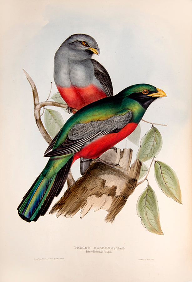 First edition of A Monograph of the Trogonidae or Family of Trogons by John Gould.