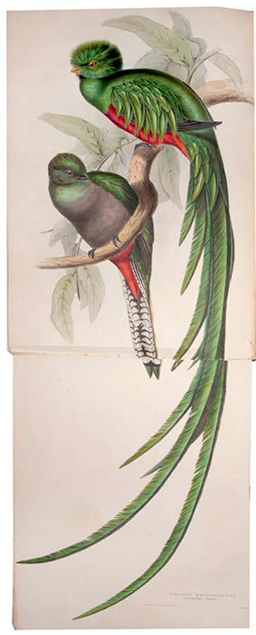 First edition of A Monograph of the Trogonidae or Family of Trogons by John Gould.