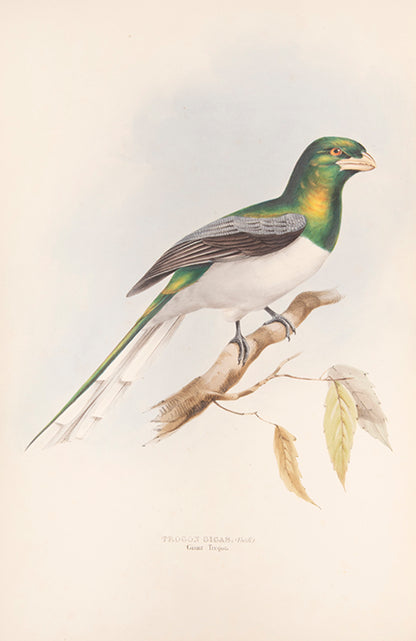 First edition of A Monograph of the Trogonidae or Family of Trogons by John Gould.
