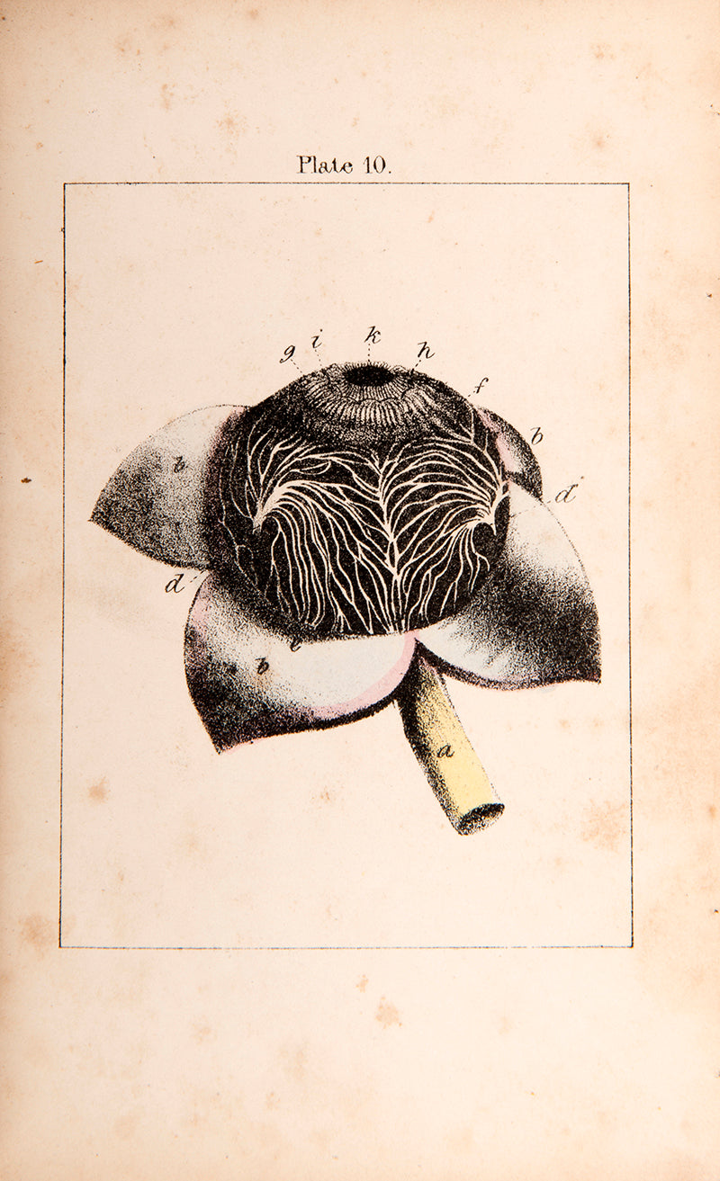 The rare first edition of Charles Bell's Organs of the Senses Familiarly Described, with hand-coloured anatomical plates.