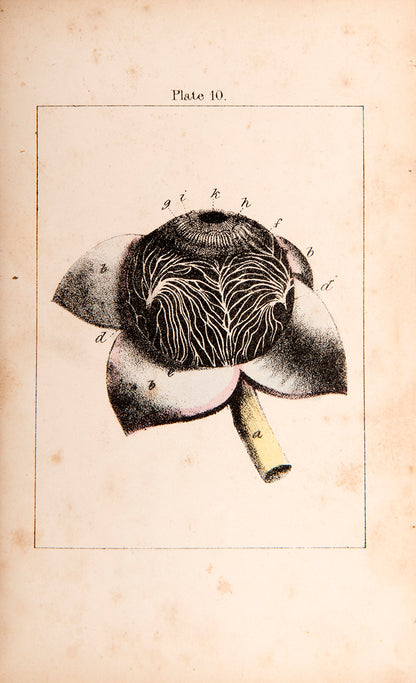 The rare first edition of Charles Bell's Organs of the Senses Familiarly Described, with hand-coloured anatomical plates.
