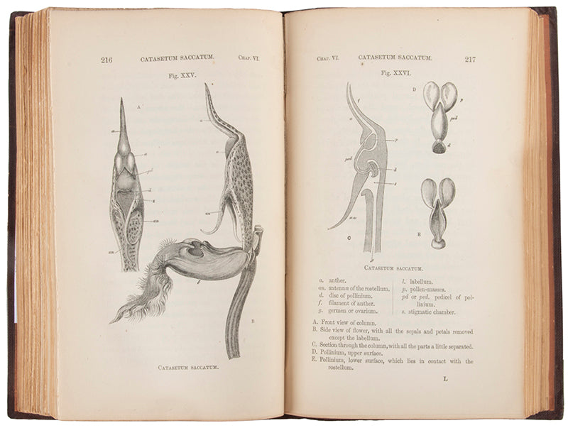 First edition, first issue, of Fertilisation of Orchids, an important contribution to Darwin's theory of evolution by natural selection, published in 1862.