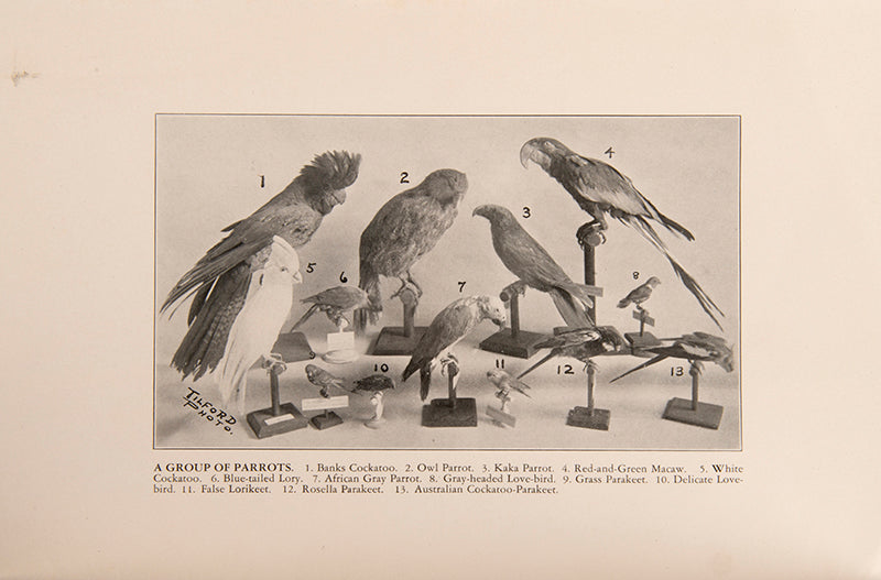 Concerning Parrots. Bird Exhibits at the Peabody Museum.