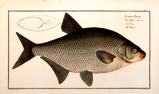 These hand coloured plates are highlighted in gold and silver.