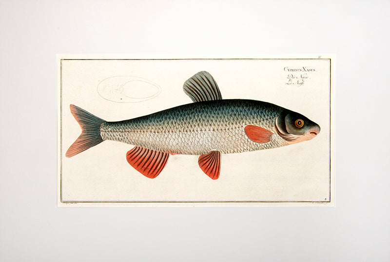 The nase fish is a member of the carp family.