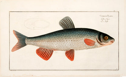 The nase fish is a member of the carp family.