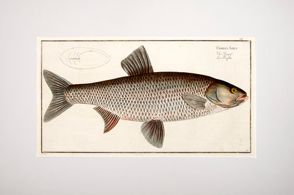 Plate VII. Gyprinus Aspius. Der Raapfe. La Raphe.