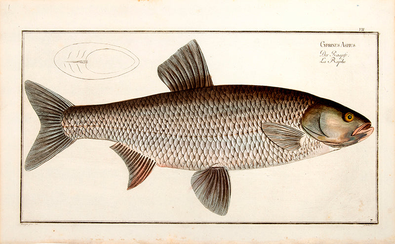 Plate VII. Gyprinus Aspius. Der Raapfe. La Raphe.