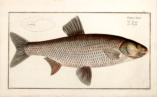 Plate VII. Gyprinus Aspius. Der Raapfe. La Raphe.