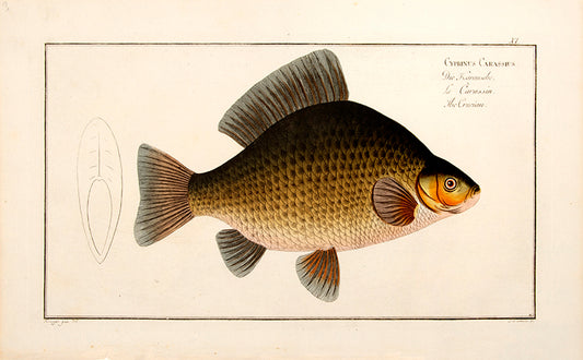Plate XI. Cyprinus Carassius. Die Karausche. Le Carassin. The Crucian.
