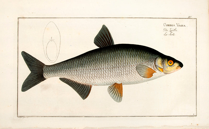 Plate IV. Cyprinus Vimba. Die Zärthe. La Serte.
