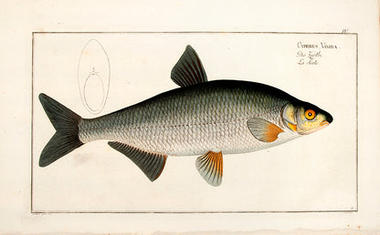 Plate IV. Cyprinus Vimba. Die Zärthe. La Serte.
