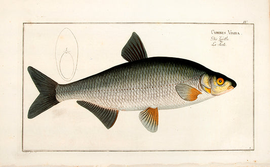 Plate IV. Cyprinus Vimba. Die Zärthe. La Serte.