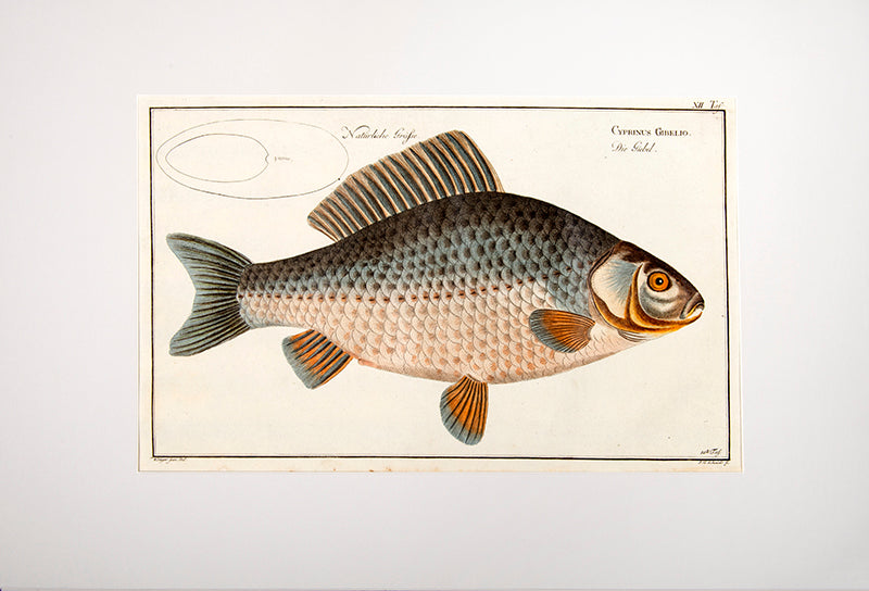 Plate XII. Cyprinus Gibelio. Die Giebel.
