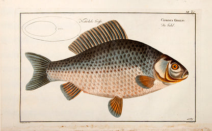 Plate XII. Cyprinus Gibelio. Die Giebel.