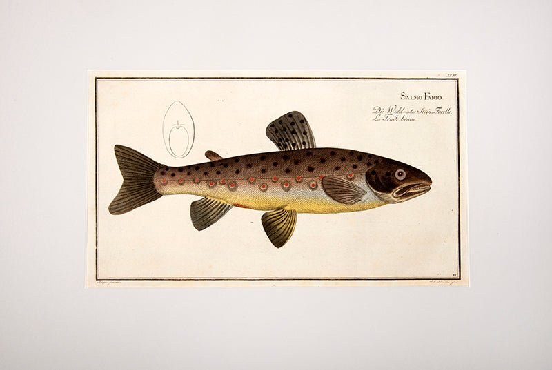 Plate XXIII. Salmo Fario. Die Wald oder Stein Forelle. La Truite brune.