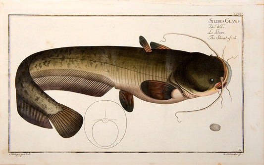 Plate XXXIV. Silurus Glanis. Der Wels. Le Silure. The Sheat-Fish.