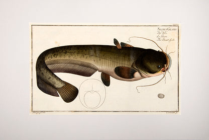 Plate XXXIV. Silurus Glanis. Der Wels. Le Silure. The Sheat-Fish.