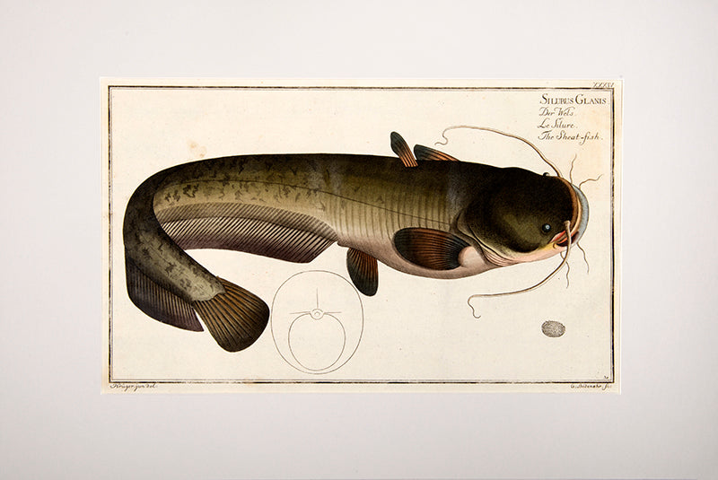 Plate XXXIV. Silurus Glanis. Der Wels. Le Silure. The Sheat-Fish.